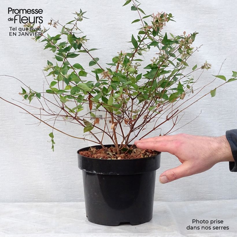 Spécimen de Abelia grandiflora - Abélia à grandes fleurs Pot de 2L/3L tel que livré en hiver