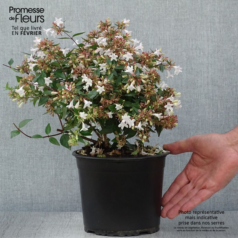 Spécimen de Abelia grandiflora - Abélia à grandes fleurs Pot de 2L/3L tel que livré en automne
