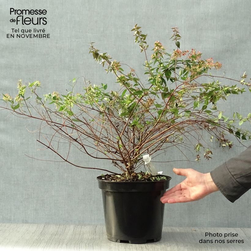 Spécimen de Abelia grandiflora - Abélia à grandes fleurs Pot de 7,5L/10L tel que livré en automne