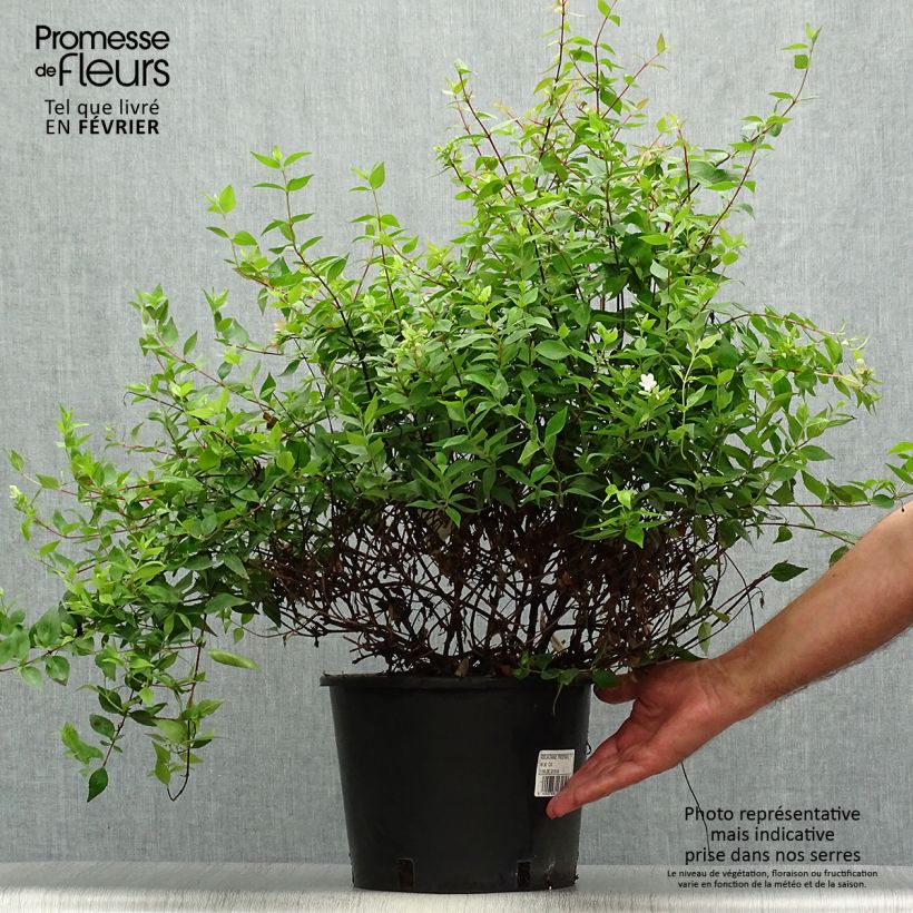 Spécimen de Abelia grandiflora Prostrata Pot de 7,5L/10L tel que livré en automne