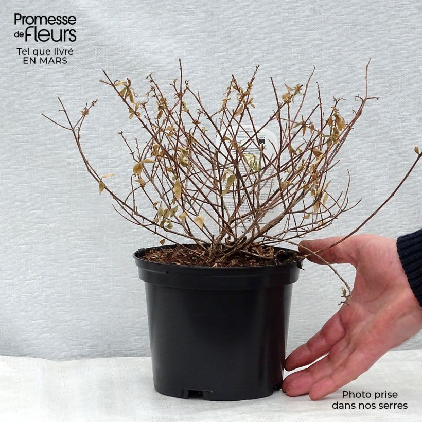 Spécimen de Abelia grandiflora Radiance - Abélia à grandes fleurs Pot de 4L/5L tel que livré en hiver