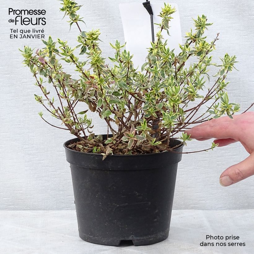 Spécimen de Abelia grandiflora Sparkling Silver Pot de 2L/3L tel que livré en hiver