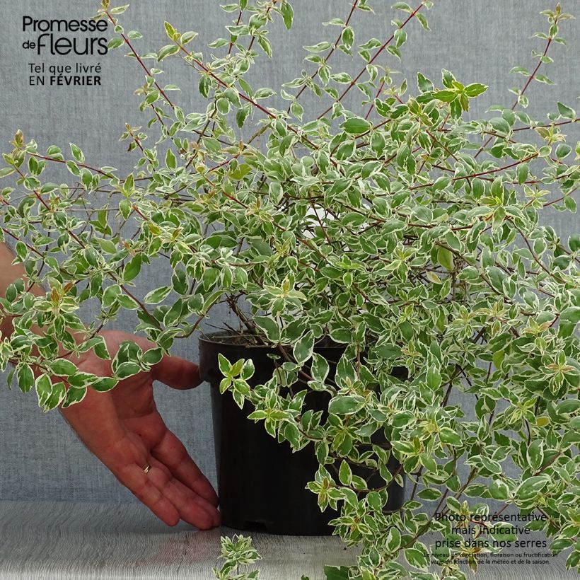Spécimen de Abelia grandiflora Sparkling Silver Pot de 2L/3L tel que livré en automne