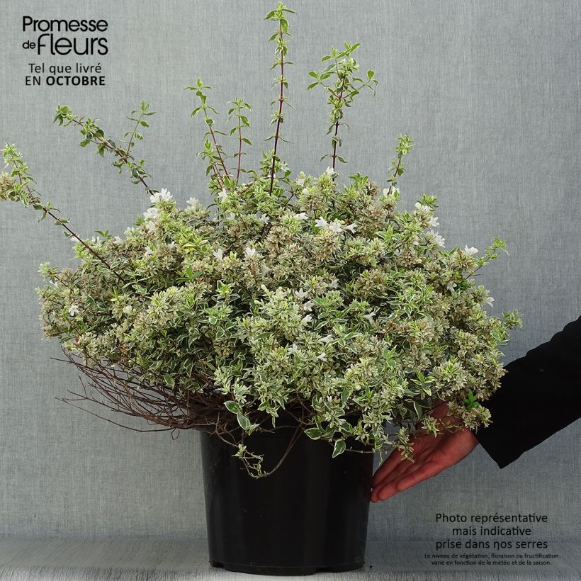 Spécimen de Abelia grandiflora Sparkling Silver Pot de 7,5L/10L tel que livré en automne