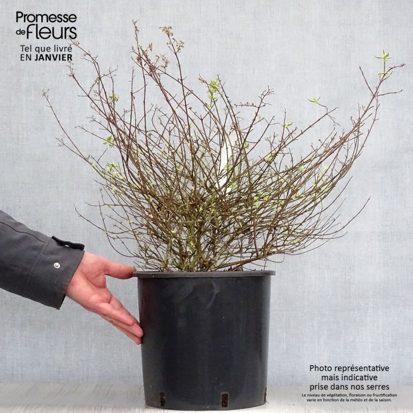 Spécimen de Abelia grandiflora Sparkling Silver Pot de 7,5L/10L tel que livré en hiver