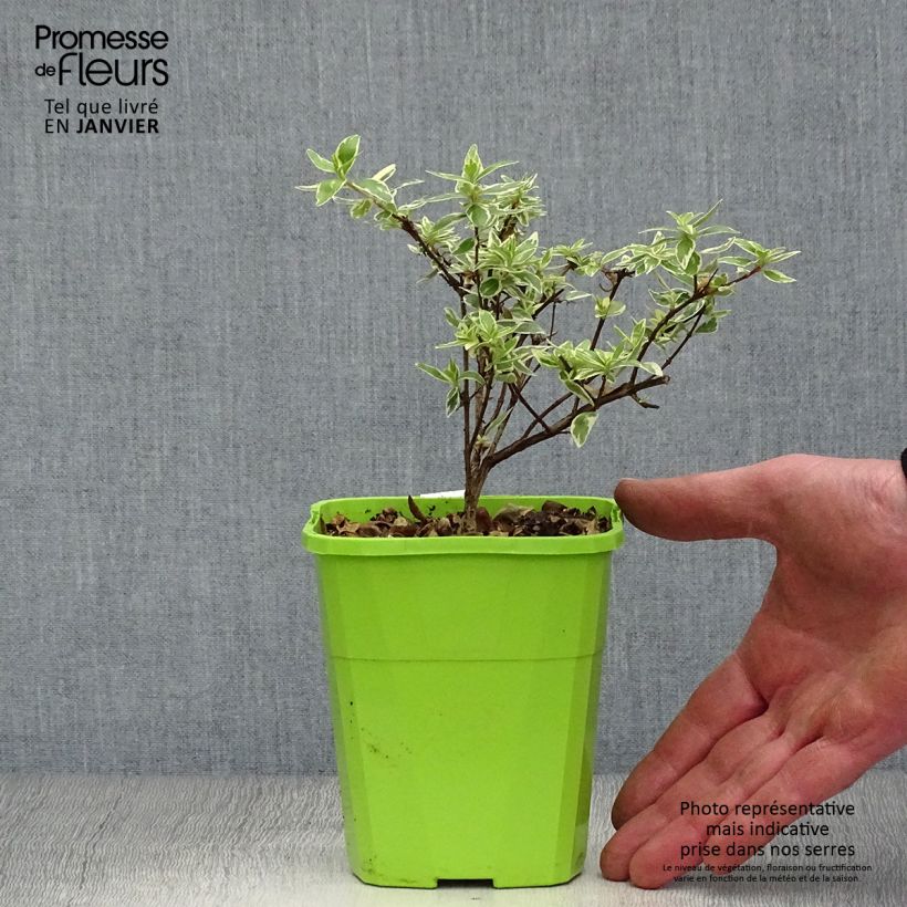 Spécimen de Abelia grandiflora Steredenn Levabes - Abélie panachée Pot de 1L/1,5L tel que livré en hiver