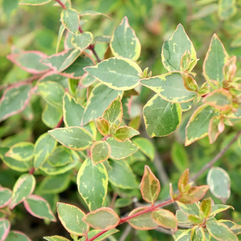 Abelia grandiflora Sunshine Daydream (Feuillage)