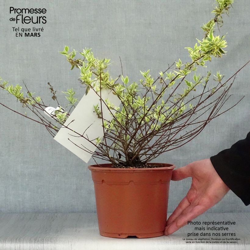 Spécimen de Abelia grandiflora Tricolor Charm Pot de 3L/4L tel que livré au printemps