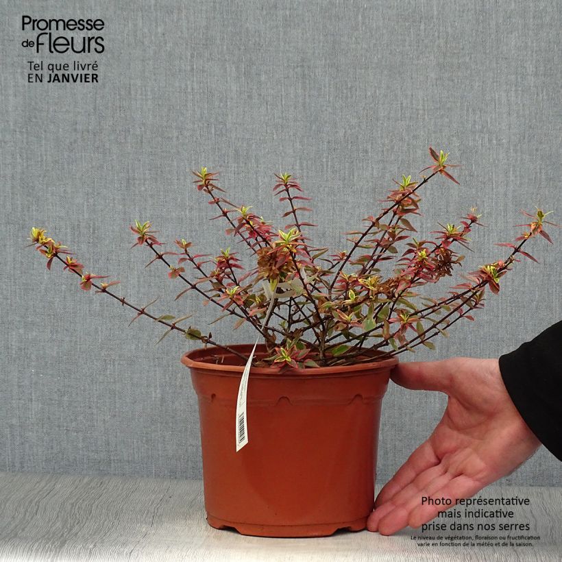 Spécimen de Abelia grandiflora Tricolor Charm Pot de 3L/4L tel que livré en hiver