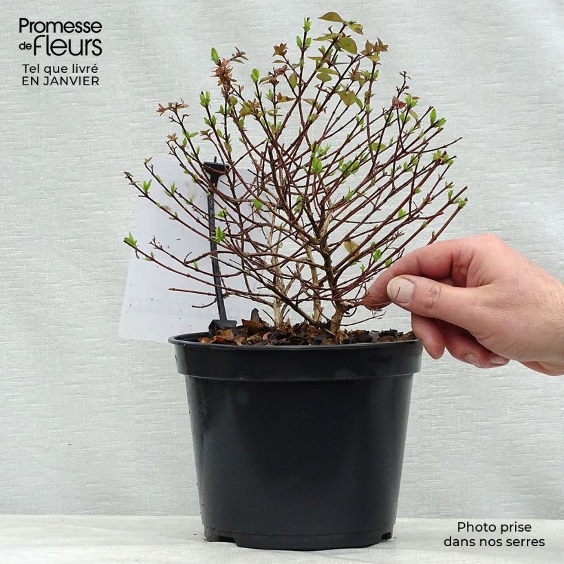 Spécimen de Abelia zanderi Little Richard Pot de 2L/3L tel que livré en hiver