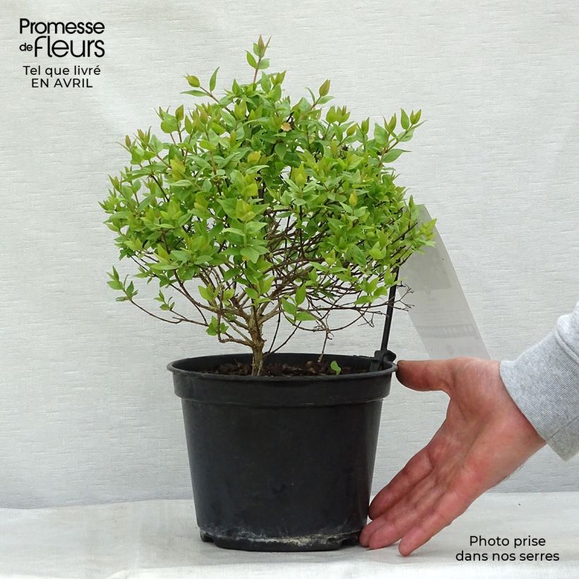 Spécimen de Abelia zanderi Little Richard Pot de 2L/3L tel que livré au printemps