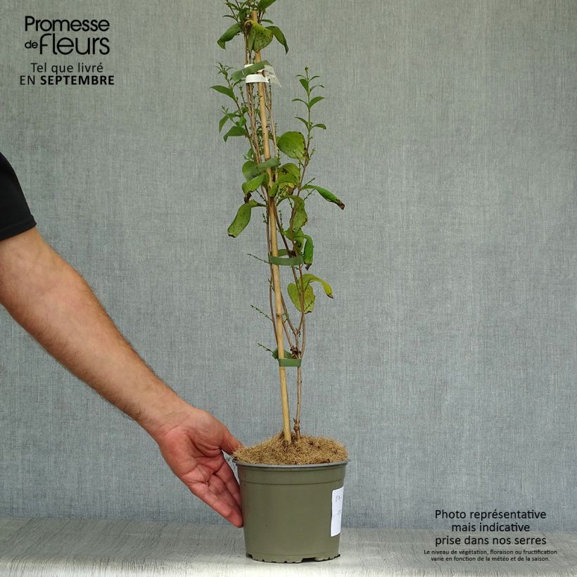 Spécimen de Abeliophyllum distichum Roseum - Forsythia rose de Corée Pot de 2L/3L tel que livré en automne