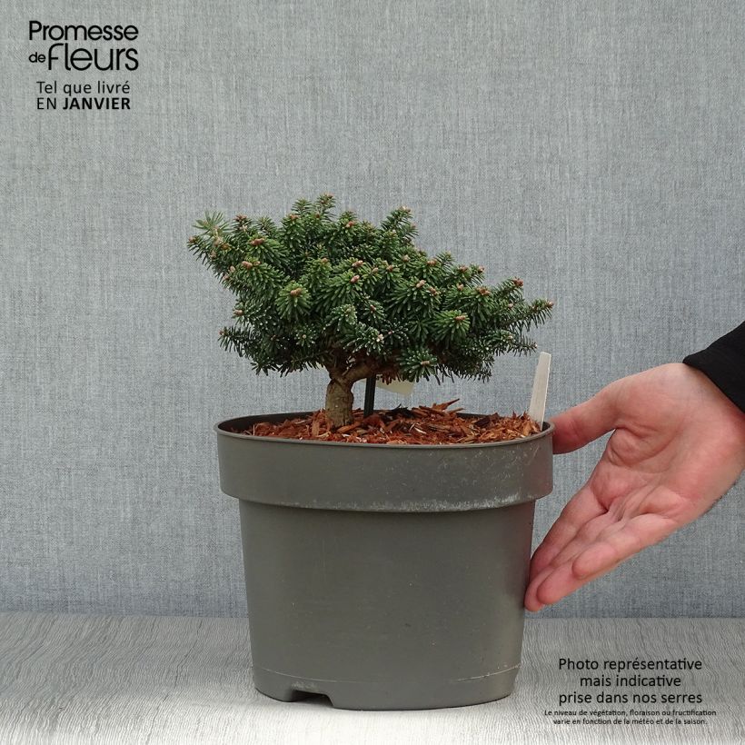Spécimen de Abies balsamea Nana - Sapin baumier nain Pot de 4L/5L tel que livré en hiver