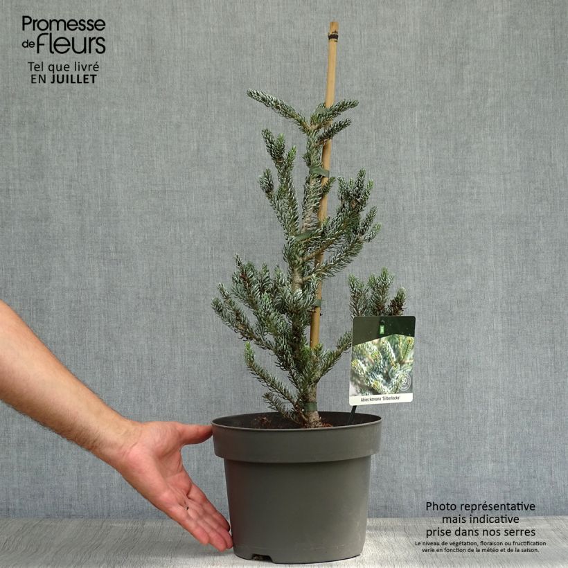 Spécimen de Abies koreana Silberlocke - Sapin de Corée Pot de 4L/5L tel que livré en été