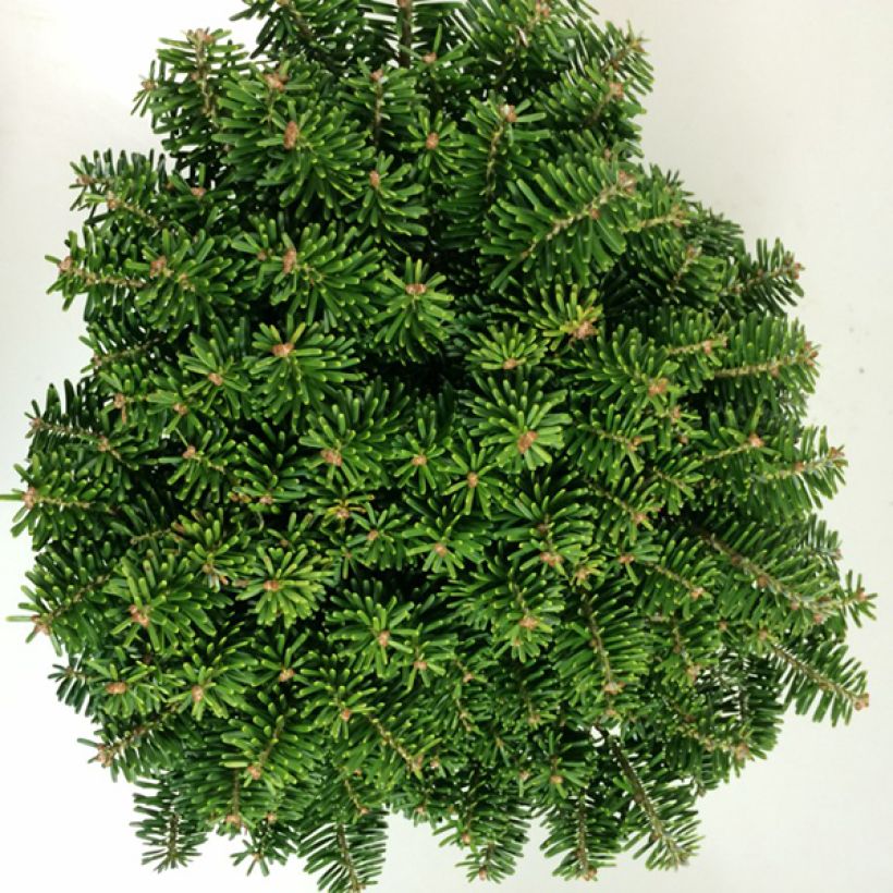 Sapin de Corée - Abies koreana Tundra (Feuillage)