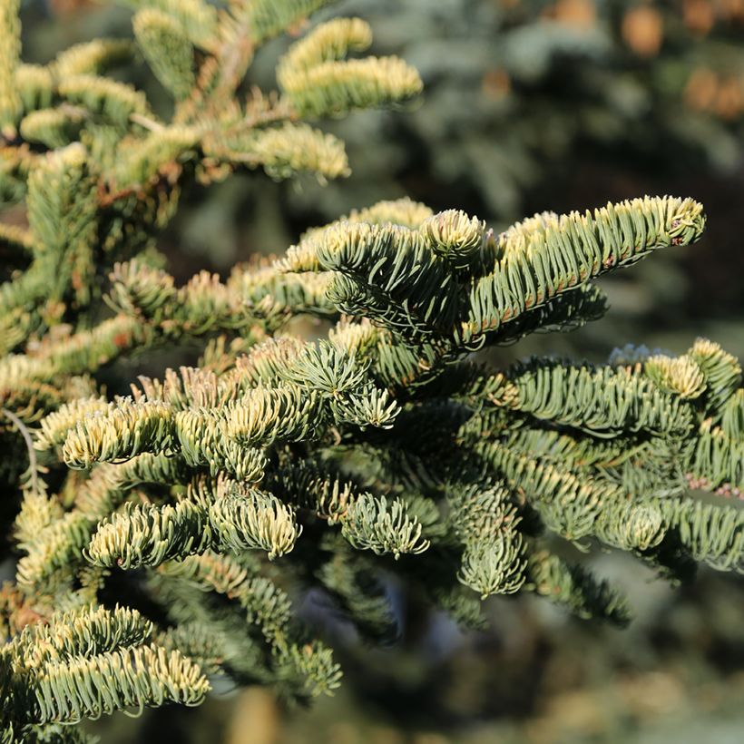Sapin noble - Abies procera Sherwoodii (Feuillage)