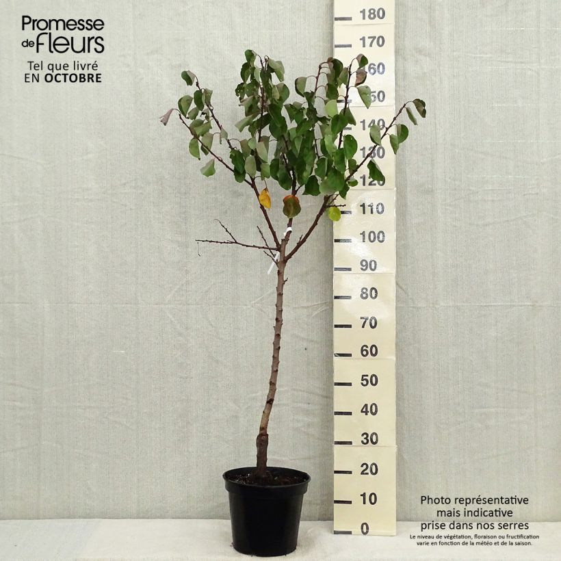 Spécimen de Abricotier Bergeron Pot de 7,5L/10L, Gobelet tel que livré en automne