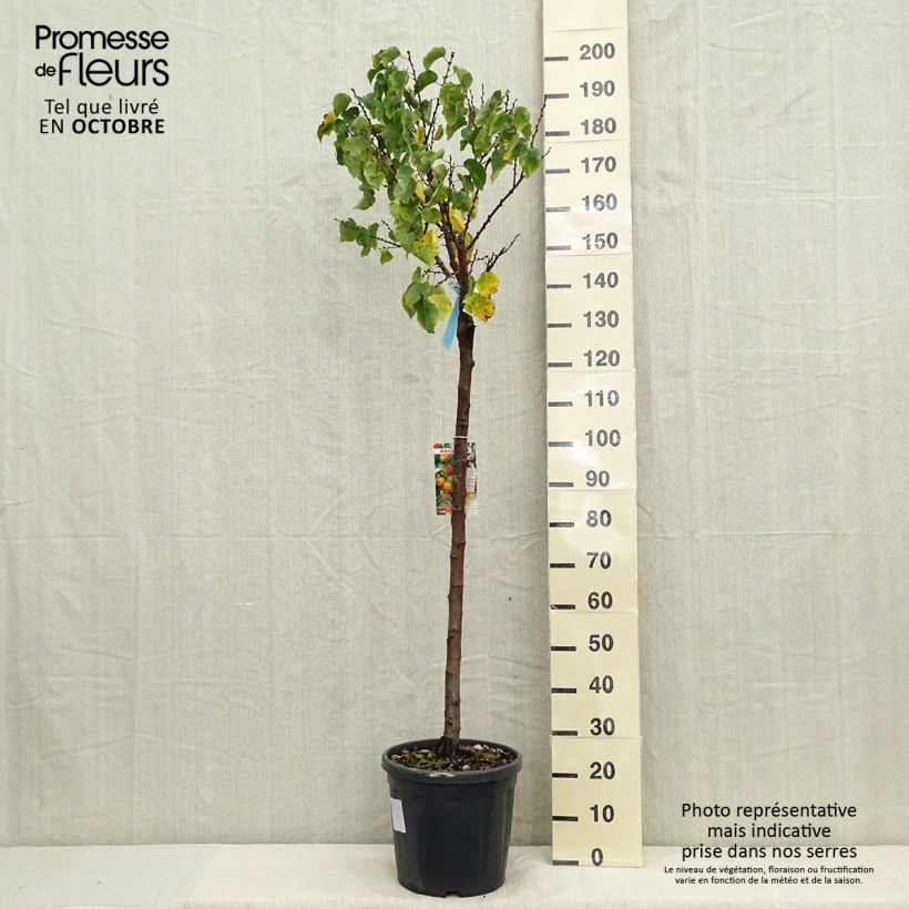 Spécimen de Abricotier Hargrand Pot de 12L/15L, Demi-Tige tel que livré en automne