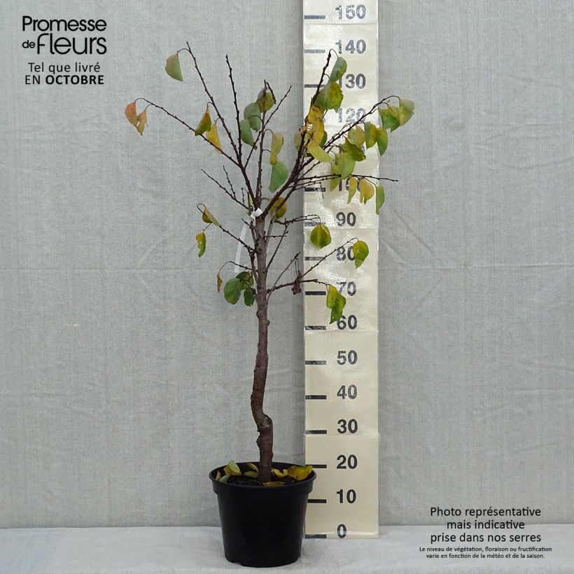 Spécimen de Abricotier Hargrand Pot de 7,5L/10L, Gobelet tel que livré en automne