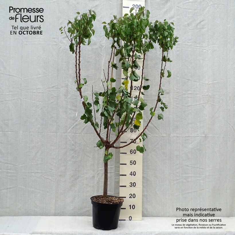 Spécimen de Abricotier Polonais Pot de 7,5L/10L, Gobelet tel que livré en automne