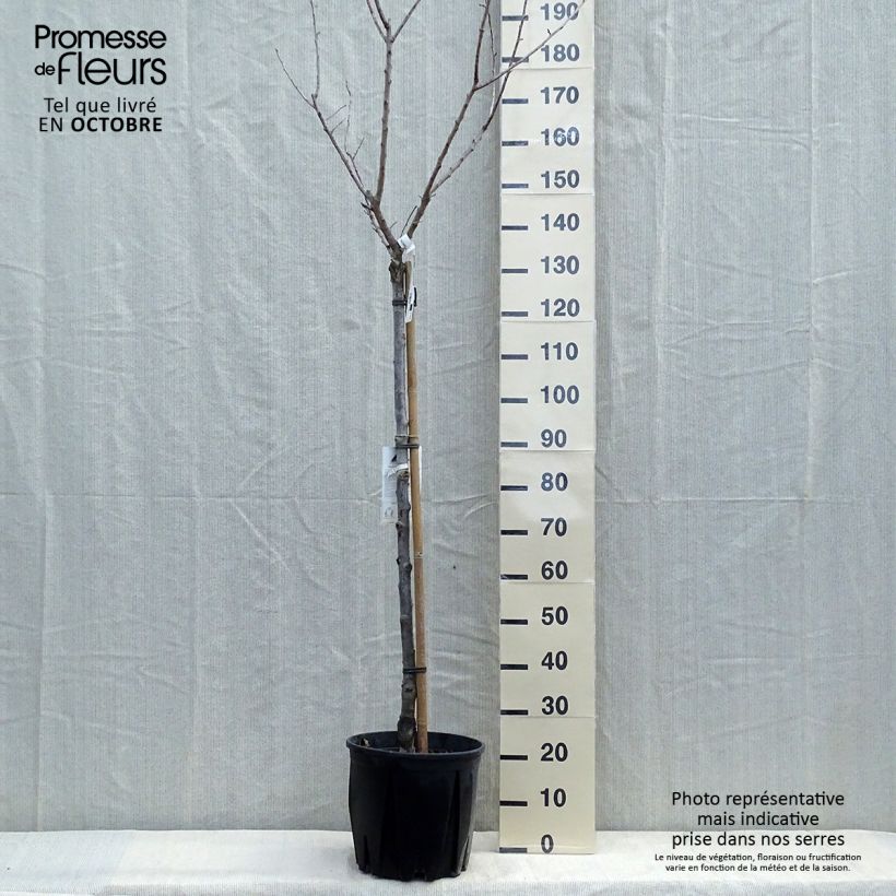 Spécimen de Abricotier - Prunus armeniaca Bulida Pot de 7,5L/10L, Demi-Tige tel que livré en automne