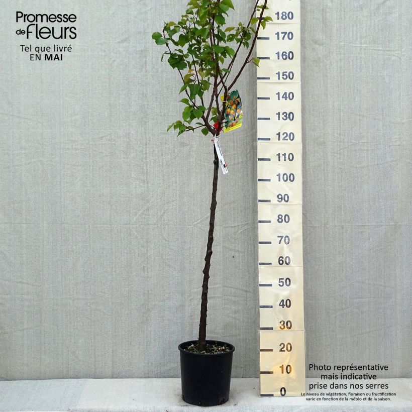 Spécimen de Abricotier - Prunus armeniaca Bulida Pot de 7,5L/10L, Demi-Tige tel que livré au printemps