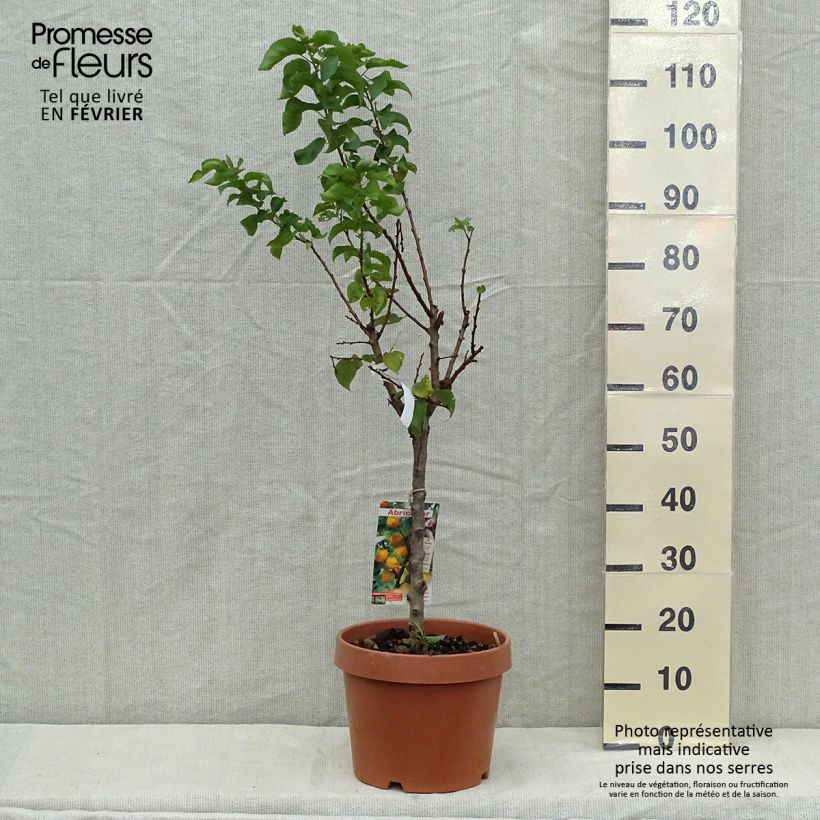 Spécimen de Abricotier - Prunus armeniaca Nanum Pot de 7,5L/10L, Nain tel que livré en automne