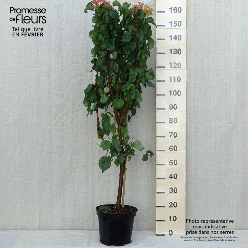 Spécimen de Abricotier - Prunus armeniaca Tardif De Bordaneil Pot de 7,5L/10L, Gobelet tel que livré en automne
