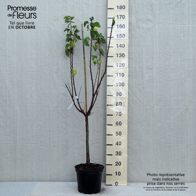 Spécimen de Abricotier Rouge du Roussillon Pot de 7,5L/10L, Gobelet tel que livré en automne