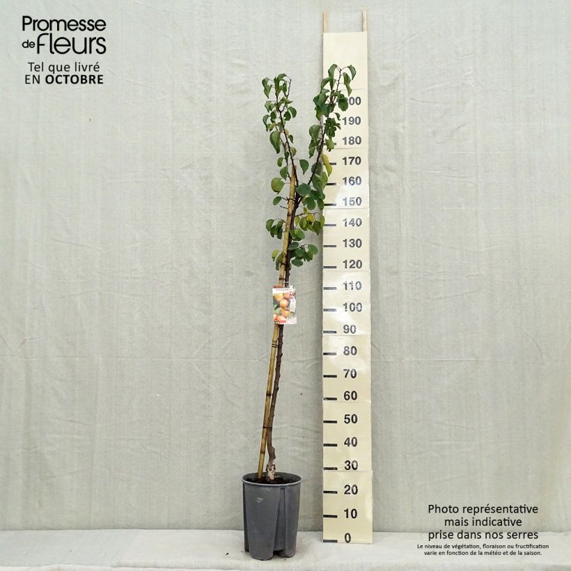 Spécimen de Abricotier Royal Pot de 7,5L/10L, Demi-Tige tel que livré en automne
