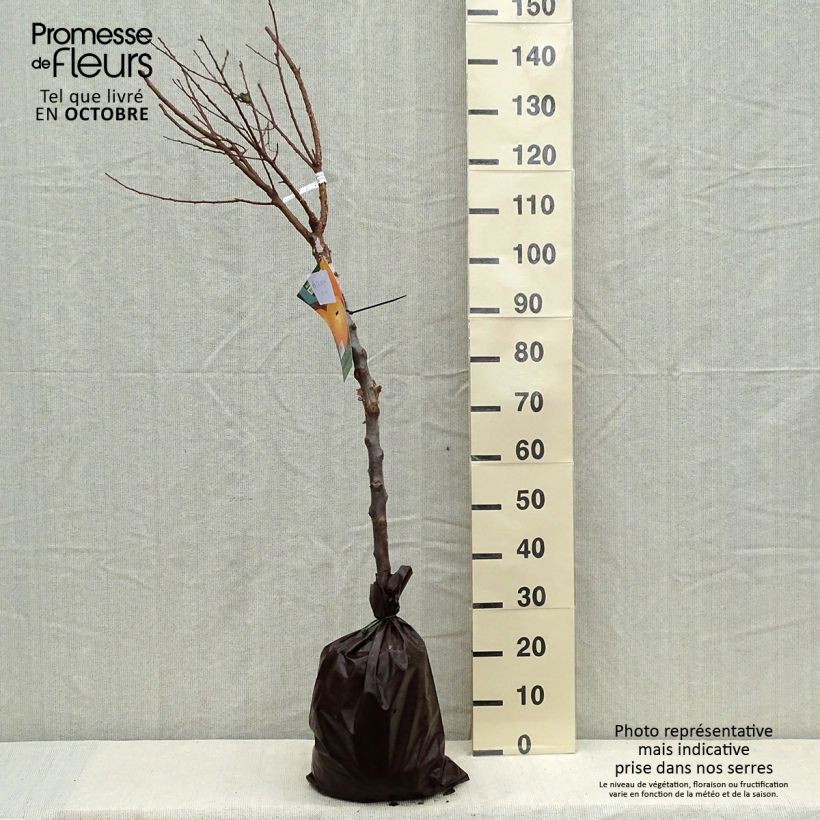 Spécimen de Abricotier Rustique Des Pyrénées - Georges Delbard Motte "Prêt-à-planter", Gobelet tel que livré en automne
