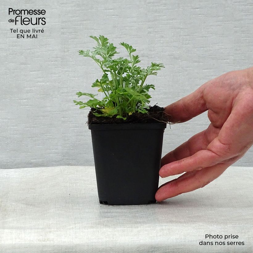 Spécimen de Absinthe - Artemisia absinthium Godet de 8/9 cm tel que livré au printemps