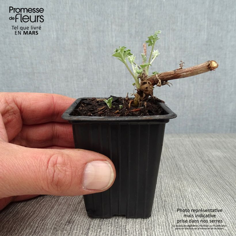 Spécimen de Absinthe - Artemisia absinthium BIO Godet de 7/8 cm tel que livré en hiver