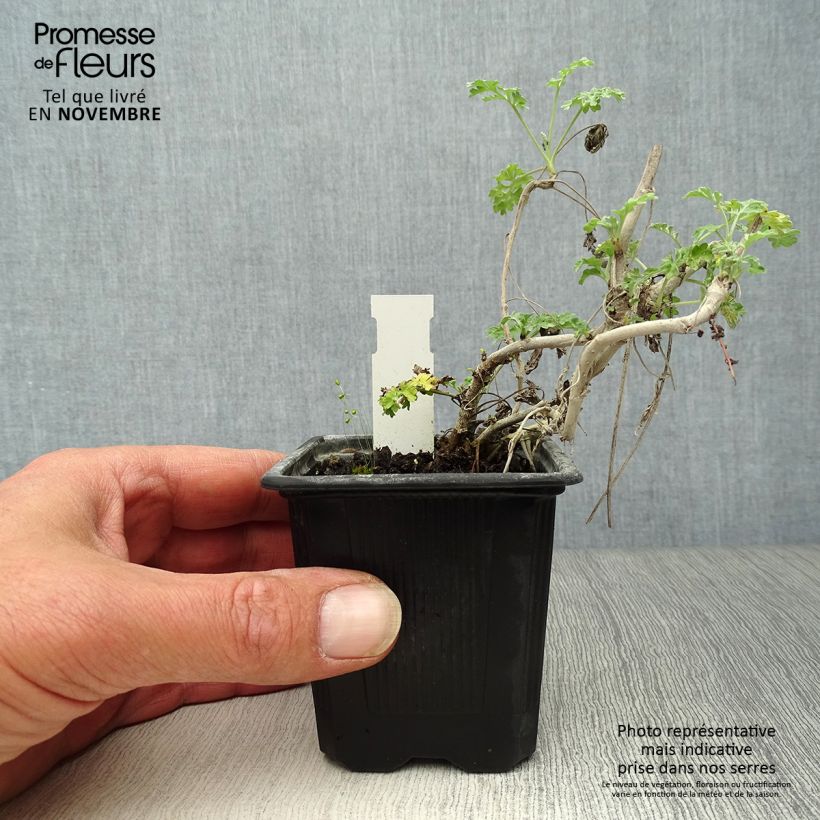 Spécimen de Absinthe - Artemisia absinthium Godet de 8/9 cm tel que livré en automne