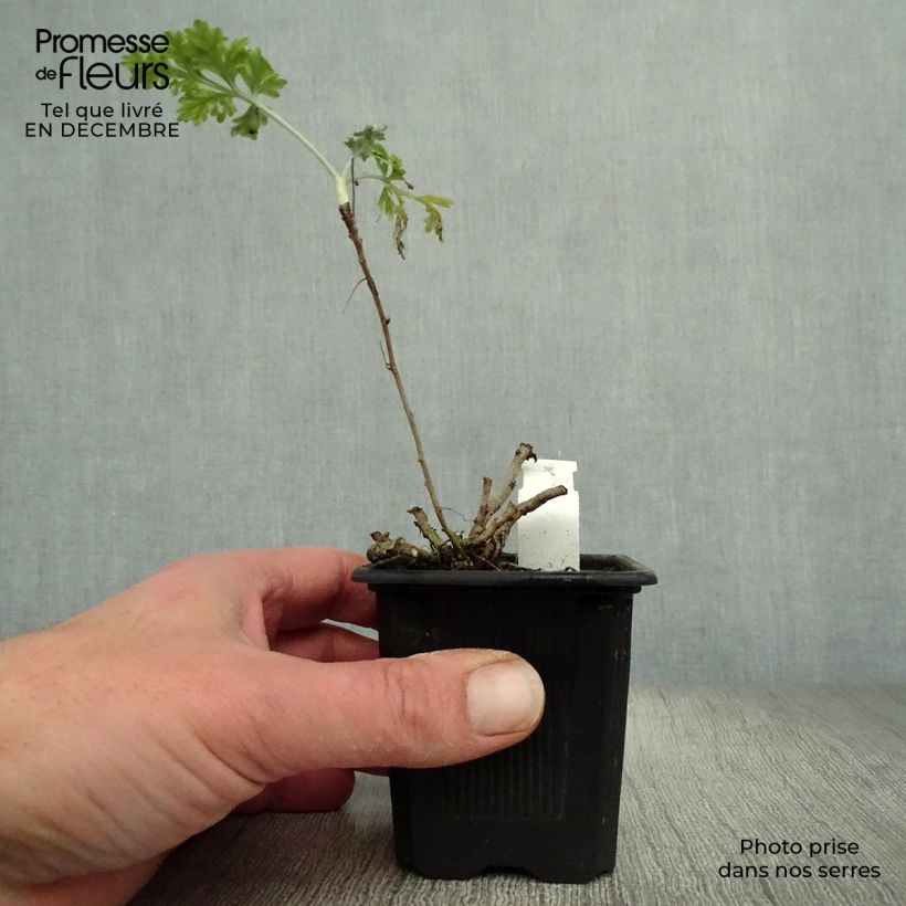 Spécimen de Absinthe - Artemisia absinthium Godet de 8/9 cm tel que livré en hiver
