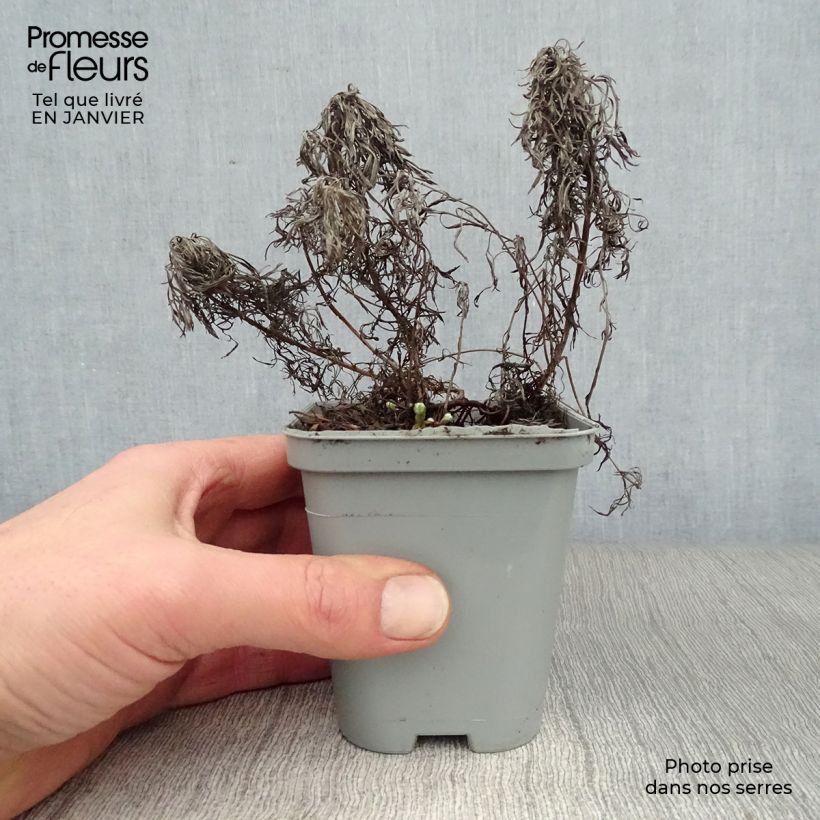 Spécimen de Absinthe des rivages - Artemisia stelleriana Boughton Silver Godet de 8/9 cm tel que livré en hiver