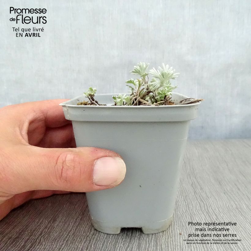 Spécimen de Absinthe des rivages - Artemisia stelleriana Boughton Silver Godet de 8/9 cm tel que livré au printemps