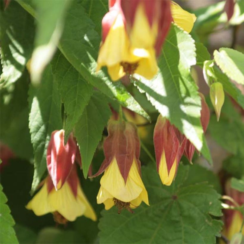 Abutilon megapotamicum (Floração)
