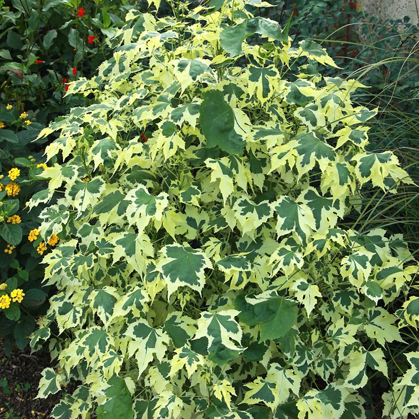 Abutilon Savitzii (Feuillage)