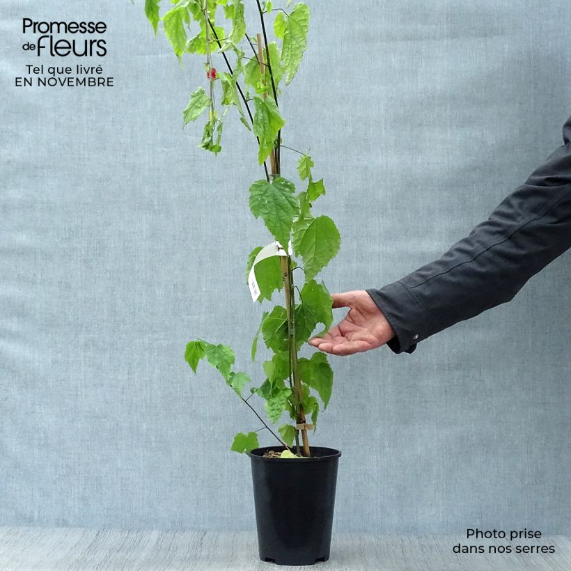 Spécimen de Abutilon megapotamicum - Abutilon du grand fleuve Pot de 3L/4L tel que livré en automne