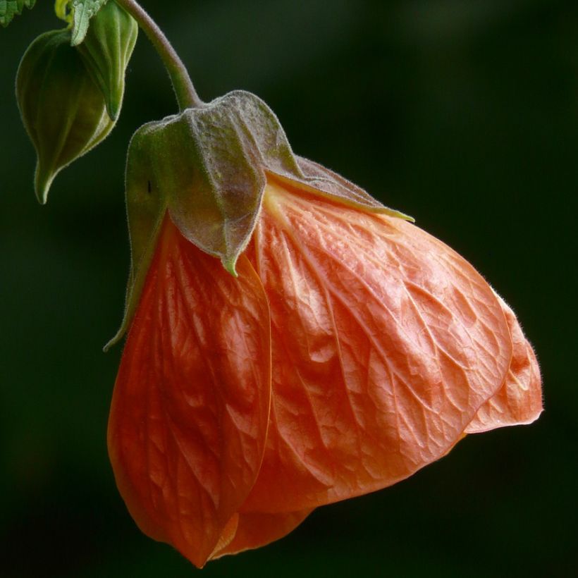 Abutilon pictum Thompsonii - Chinese lantaarn (Bloei)