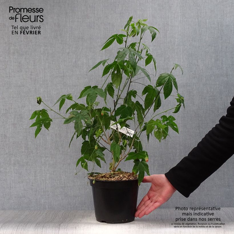 Spécimen de Abutilon striatum Redvein Pot de 3L/4L tel que livré en hiver