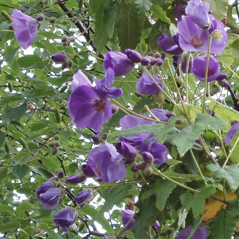 Abutilon vitifolium (Floração)