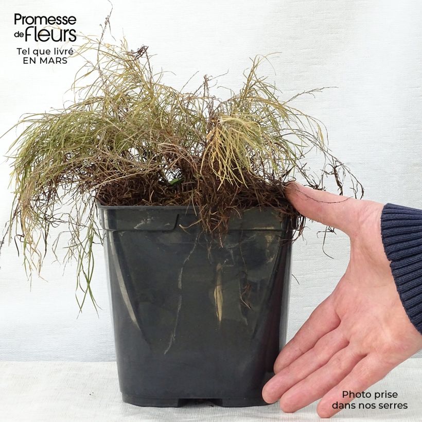 Spécimen de Acacia cognata Limelight - Mimosa nain Pot de 3L/4L tel que livré au printemps