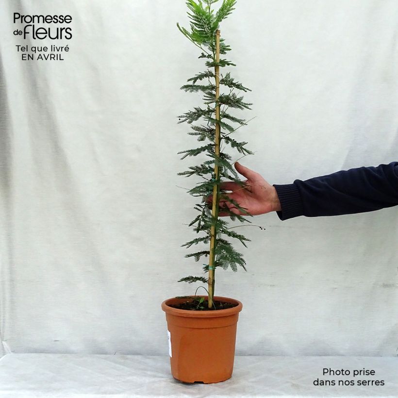 Spécimen de Acacia dealbata Gaulois Astier - Mimosa des fleuristes Pot de 2L/3L tel que livré au printemps