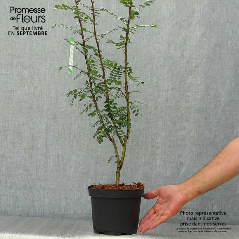 Spécimen de Caragana arborescens - Acacia jaune, Caraganier de Sibérie Pot de 2L/3L tel que livré en automne