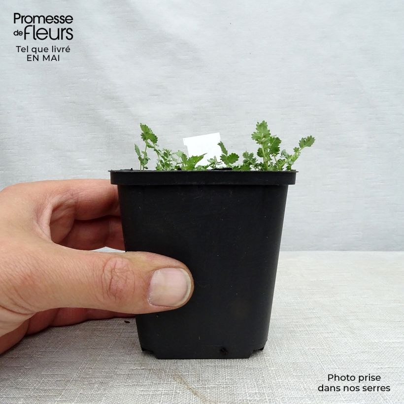 Spécimen de Acaena buchananii - Lampourde Godet de 8/9 cm tel que livré au printemps