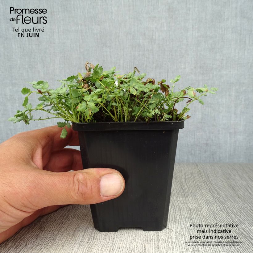 Spécimen de Acaena buchananii - Lampourde Godet de 8/9 cm tel que livré en été