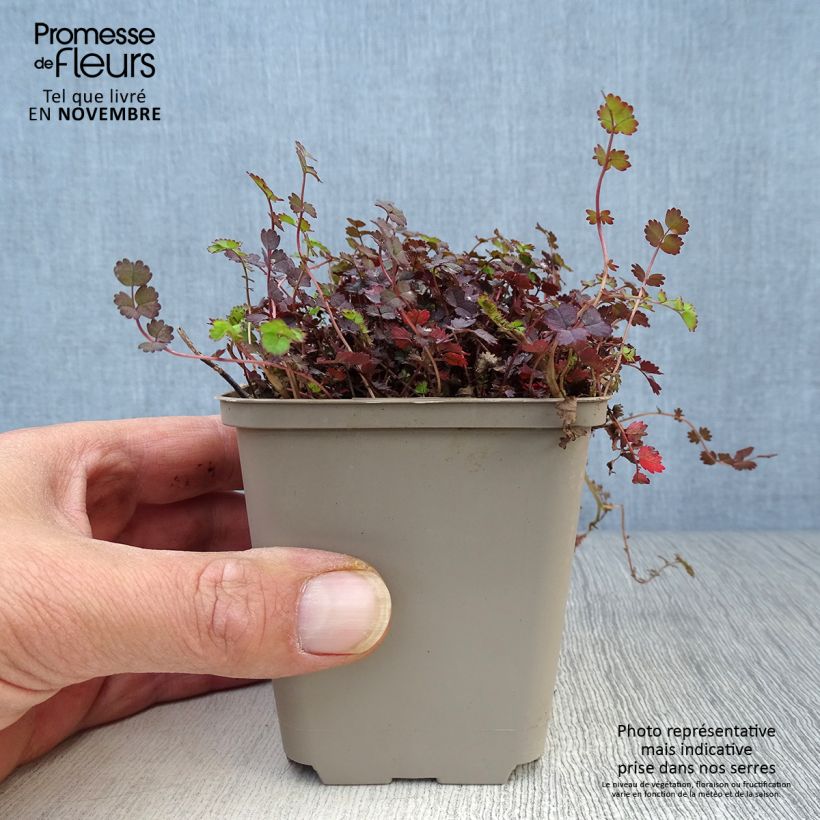 Spécimen de Acaena inermis Purpurea - Lampourde Godet de 8/9 cm tel que livré en automne