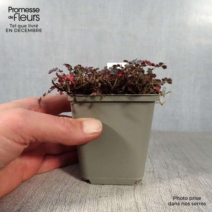 Spécimen de Acaena inermis Purpurea - Lampourde Godet de 8/9 cm tel que livré en hiver